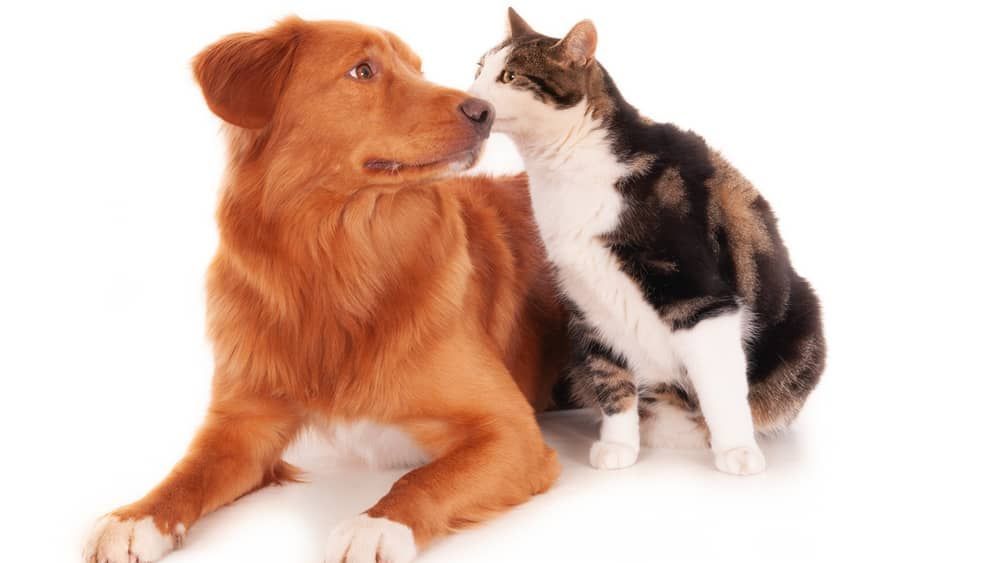 Como refrescar seu pet? veja dicas para cuidar dos cachorros e gatos na onda de calor