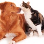 Como refrescar seu pet? veja dicas para cuidar dos cachorros e gatos na onda de calor