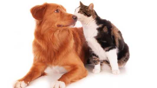 Veja como cuidar do seu animal de estimação