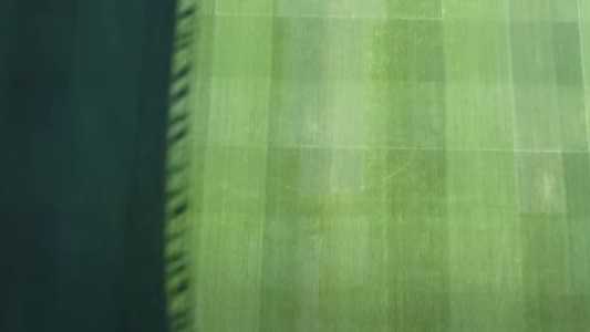 Veja como está o gramado do Mineirão antes de Atlético x Palmeiras