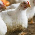 Governo de Minas cria comitê de prevenção da Gripe Aviária