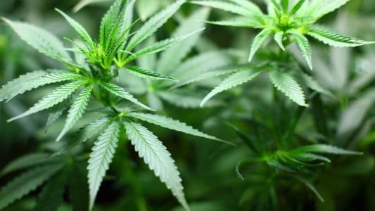 Veja o que pode mudar com decisão do STF sobre a Lei de Drogas