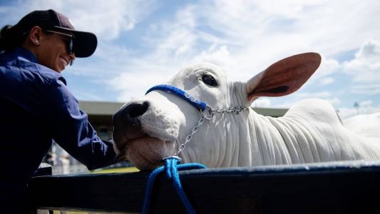 Vem aí a Expoleite: um dos mais importantes eventos do setor leiteiro. A organização é da ABCZ