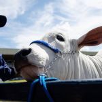 Abertas as inscrições para a Expoleite em Uberaba