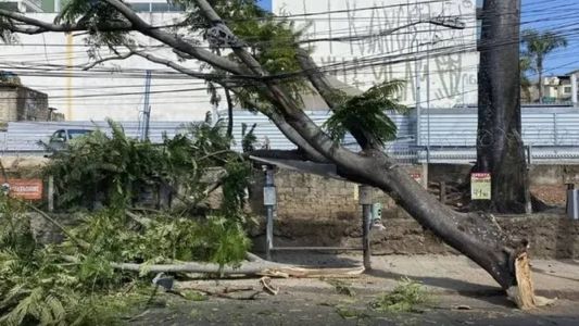 Vendavais podem causar queda de árvores e postes