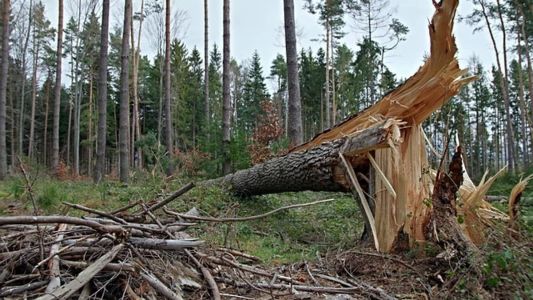 Vendaval pode derrubar árvores em cidades do Paraná