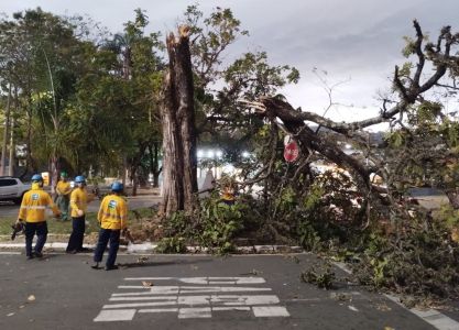 Foto mostra árvore derrubada pelo vento