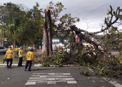 Foto mostra árvore derrubada pelo vento