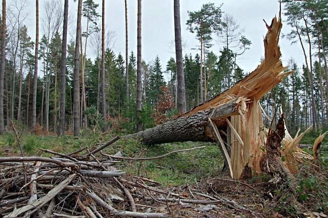 Previsão do tempo: seis estados tem alerta de vendaval até esta terça-feira; saiba quais
