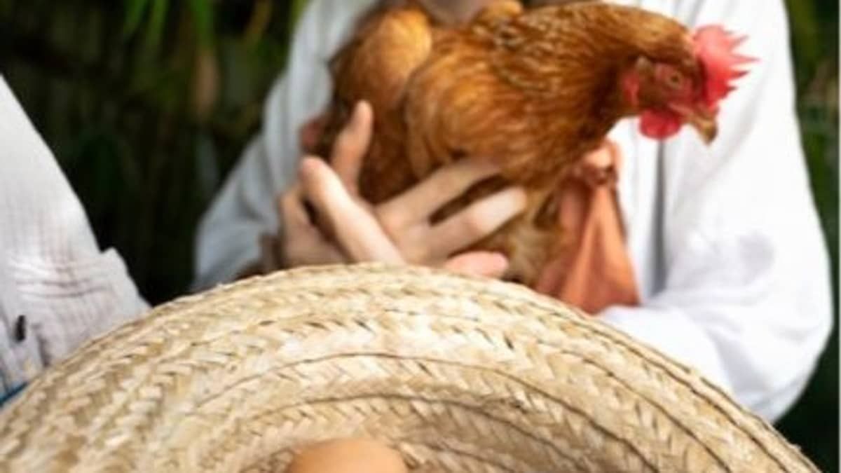 Ovo sobe de novo! Boi, frango e porco abaixam os preços