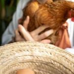 Ovo sobe de novo! Boi, frango e porco abaixam os preços