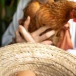 Ovo sobe de novo! Boi, frango e porco abaixam os preços