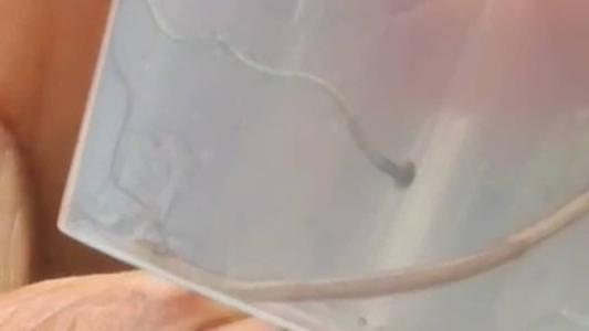 Verme cabeça de martelo é encontrado em Pedro Leopoldo