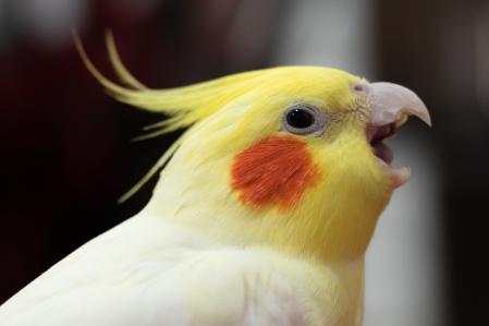 Depois de identificada a infestação, um médico-veterinário especializado em animais silvestres ou aves exóticas deve avaliar o caso