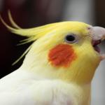 Calopsita gritando quando o dono sai de perto: comportamento pode revelar algo importante