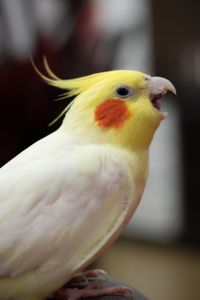 Depois de identificada a infestação, um médico-veterinário especializado em animais silvestres ou aves exóticas deve avaliar o caso