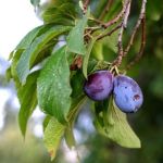 A árvore ideal para sua casa: raiz não levanta o piso, tem frutos no verão e resiste à seca