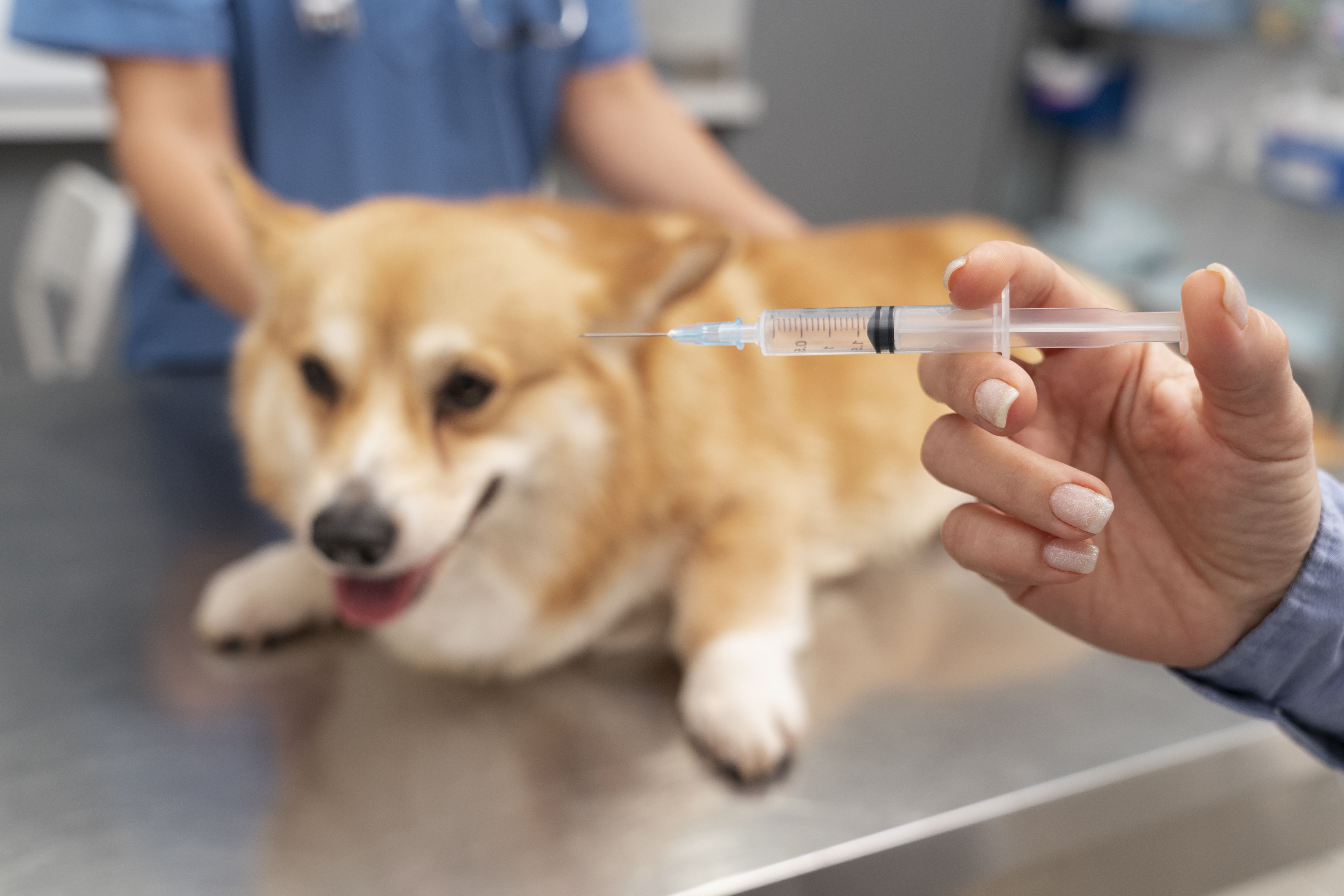 Leish-tec: vacina contra leishmaniose canina segue suspensa? Veja o que diz órgão oficial
