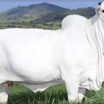 Brasil tem algumas das vacas mais caras do mundo; entenda por quê