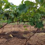 Emater realiza eventos sobre Fruticultura e Agroindústria no Triângulo Mineiro; veja datas