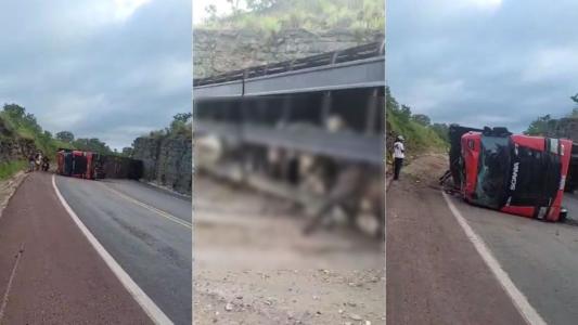 Vídeo: carreta com gado tomba e interdita a BR-365 no Norte de Minas