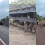 Vídeo: carreta com gado tomba e interdita BR-365 no Norte de Minas
