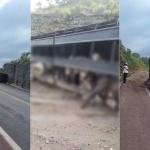 Vídeo: carreta com gado tomba e interdita BR-365 no Norte de Minas