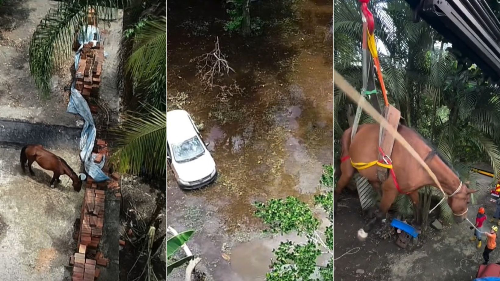 Vídeo: cavalo é resgatado em laje de casa após enchentes no litoral paulista