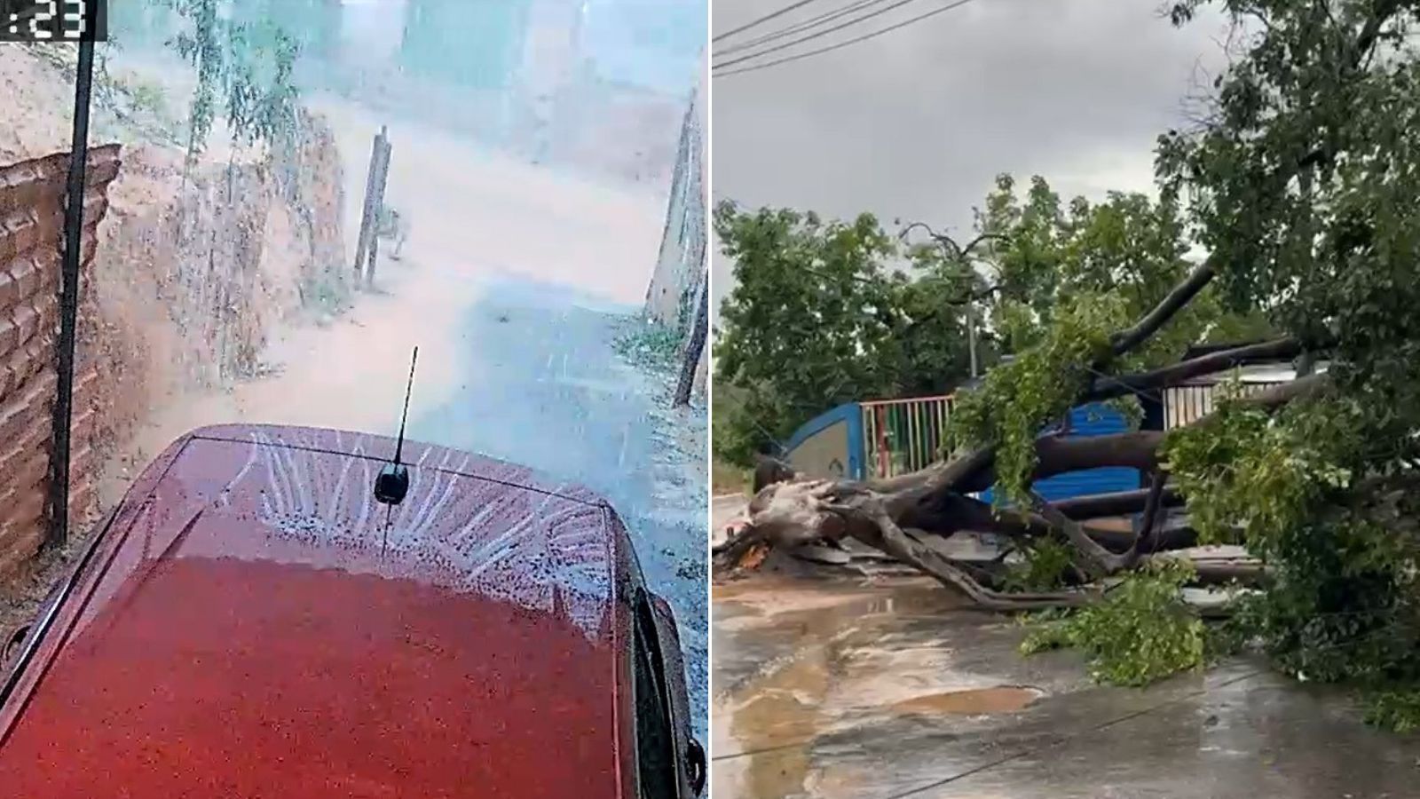 Vídeo: árvore de grande porte cai durante chuva e ventania na Grande BH