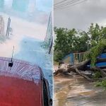 Vídeo: árvore de grande porte cai durante chuva e ventania na Grande BH