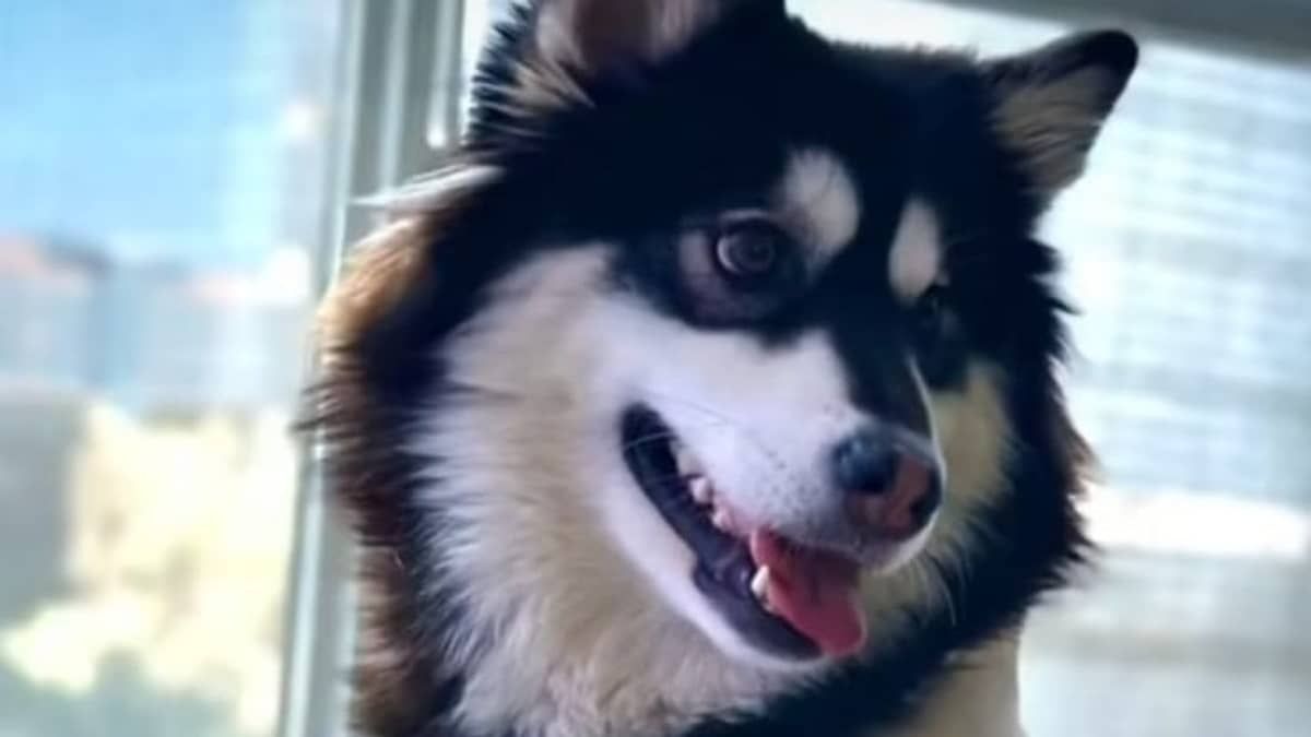Vídeo: modelo denuncia golpe ao comprar cachorro e receber um lobo 