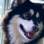 Vídeo: modelo denuncia golpe ao comprar cachorro e receber um lobo 