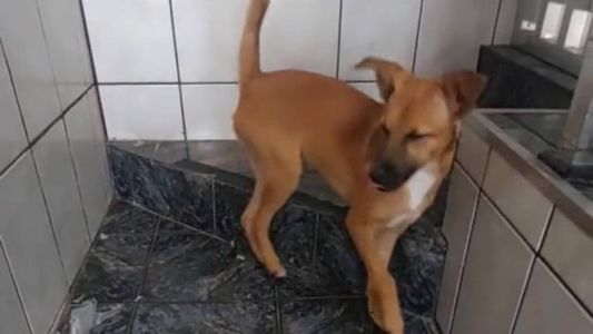 Vídeo de cachorro 'bêbado' viralizou nas redes sociais