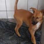 Cachorro bêbado: entenda os riscos da ingestão acidental de bebidas alcoólicas por animais de estimação