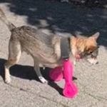 Cadela sem patas dianteiras ganha prótese em vídeo emocionante; assista