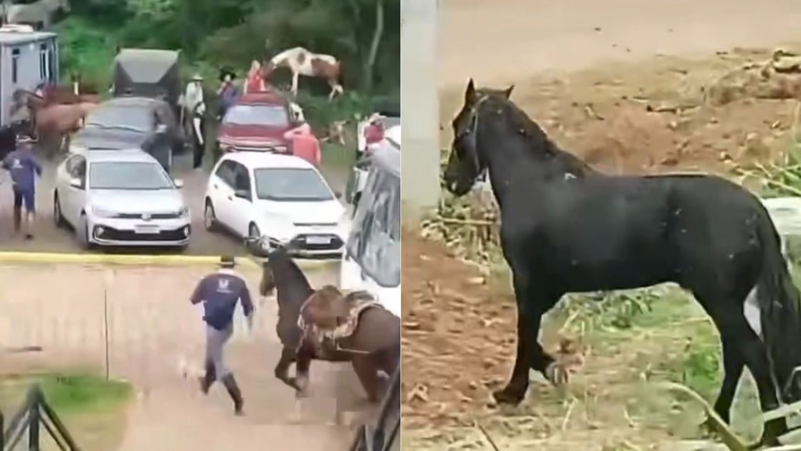 Vídeo: 13 pessoas ficaram feridas e dois cavalos morreram após ataque de abelhas: 'dor horrível'