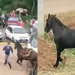 Vídeo: 13 pessoas ficaram feridas e dois cavalos morreram após ataque de abelhas: 'dor horrível'