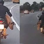 Vídeo: Porco passeia de moto em rodovia na Grande BH