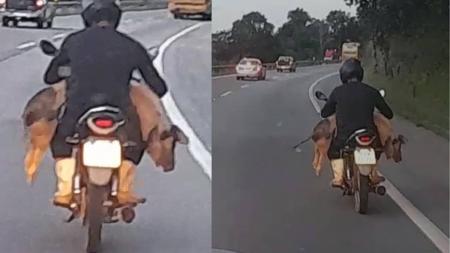 Vídeo foi gravado na rodovia federal Fernão Dias