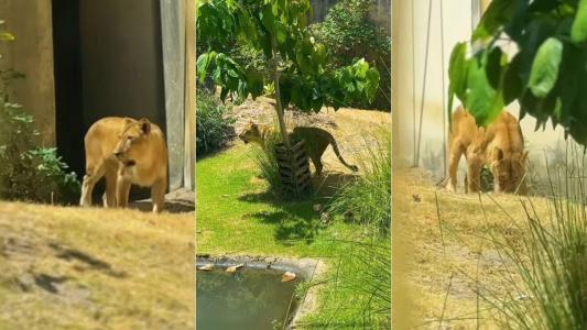 Vídeo: Leoa volta à jaula seis dias após morte de 'Vaqueirinho' no Zoológico de João Pessoa
