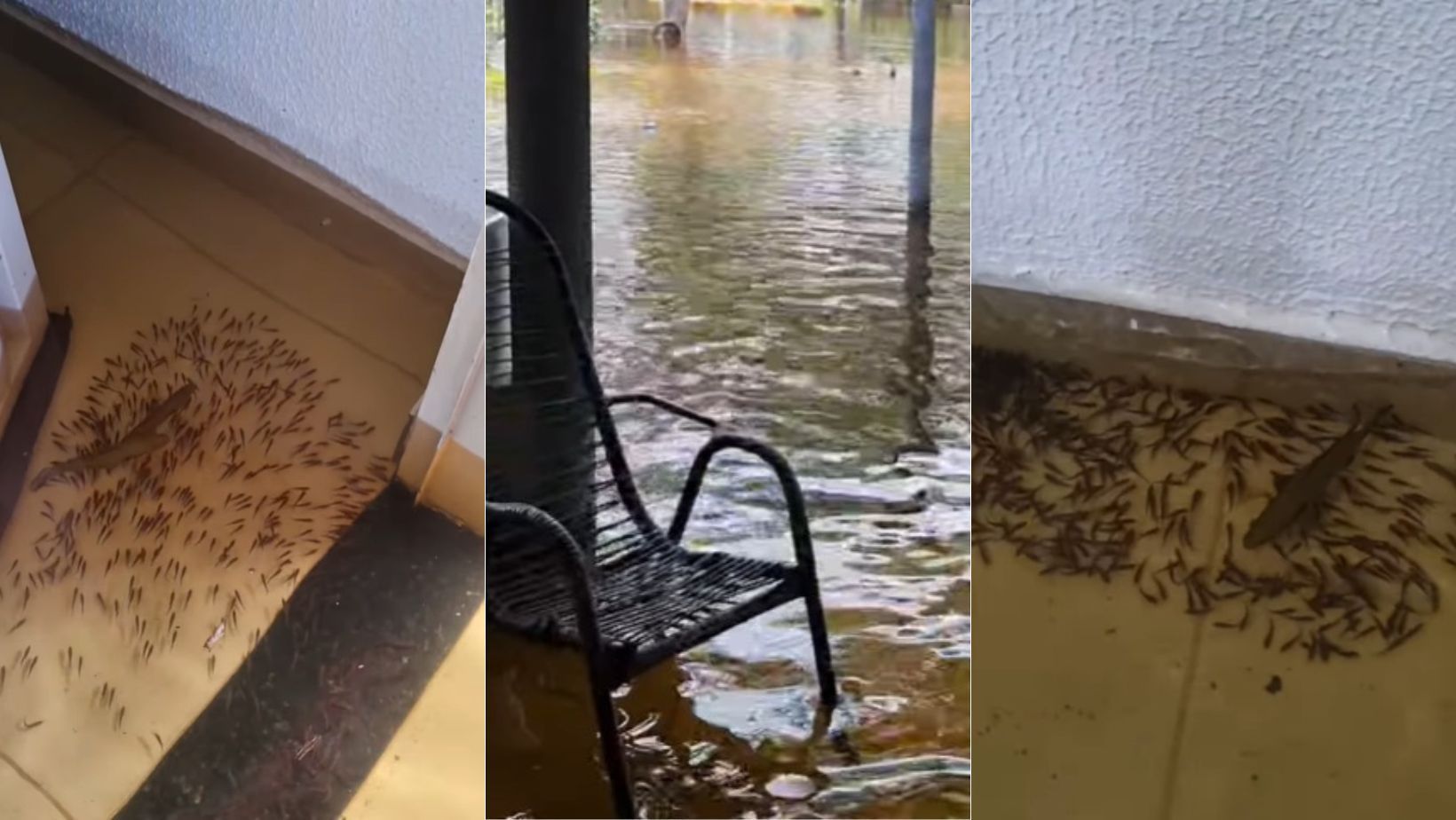 Vídeo: morador registra família de peixes dentro de casa após chuvas no MT; veja