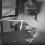 Trio que deu 'pulão' em ônibus de BH e tentou matar motorista é indiciado
