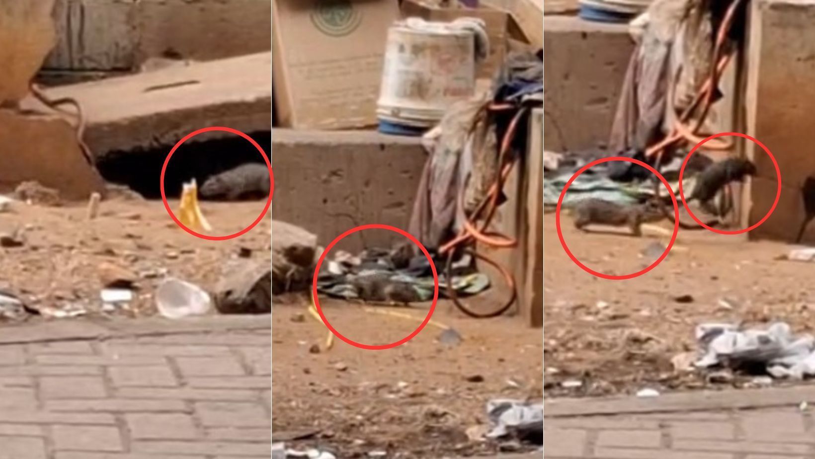 Vídeo mostra ratazanas em meio a moradores de rua no Centro de BH: 'Achei que fosse cachorro'