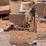 Vídeo mostra ratazanas em meio a moradores de rua no Centro de BH: 'Achei que fosse cachorro'