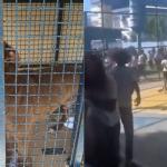 Vídeo: Pitbull invade escola no RJ e ataca pelo menos 6 crianças
