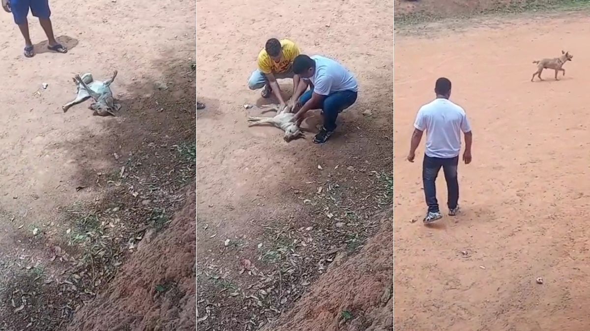 Vídeo: PM age rápido e salva cachorro que sofreu mal súbito em campo de futebol, na Grande BH