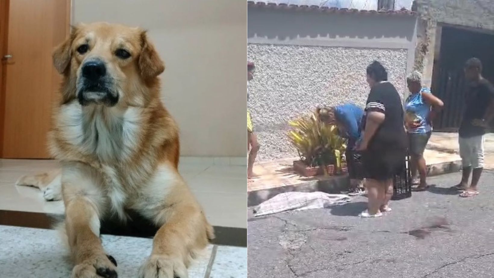 Vídeo: policial militar aposentado atira e mata cachorro na Grande BH