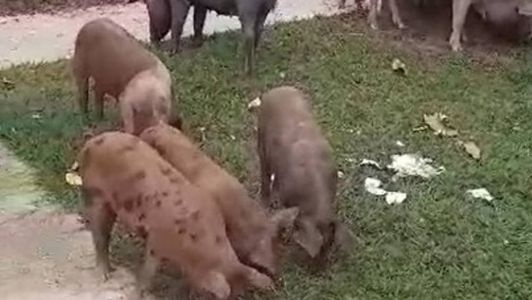 Vídeo: porcos soltos na região Leste de BH são flagrados por motorista