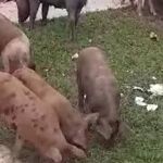 Vídeo: porcos soltos na região Leste de BH são flagrados por motorista 