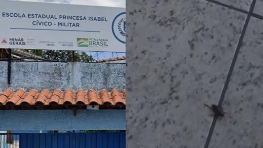 Vídeo que mostra as baratas viralizou nas redes sociais